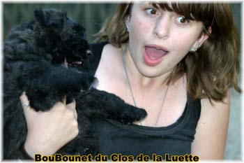 bouvier des flandres photo chiot - Elevage Clos Luette -  COPYRIGHT DEPOSE